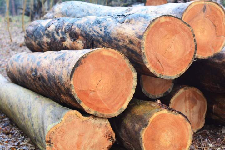 Achat de bois sur pied