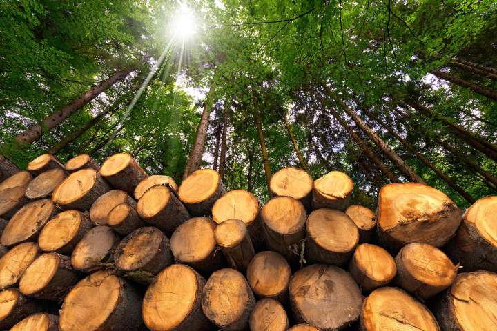 Vente de bois Île-de-France